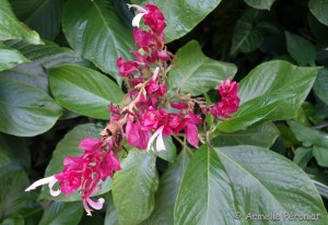 Guadeloupe Août 2015-02804      